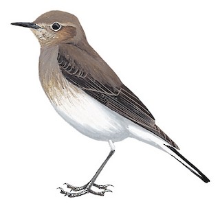 Illustrations Pied Wheatear Oenanthe Pleschanka Birds Of The World