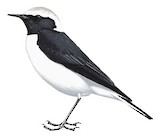 Pied Wheatear Illustration