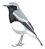 Somali Wheatear Illustration