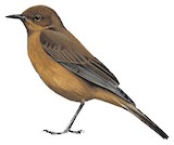 Brown Rock Chat Illustration