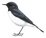 Variable Wheatear Illustration