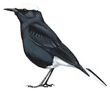 White-crowned Wheatear Illustration