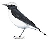 Finsch's Wheatear Illustration