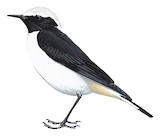 Maghreb Wheatear Illustration