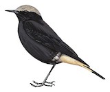 Abyssinian Wheatear Illustration