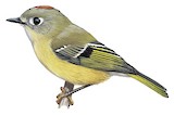 Ruby-crowned Kinglet Illustration