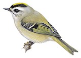 Golden-crowned Kinglet Illustration