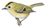 Goldcrest Illustration