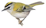 Madeira Firecrest Illustration