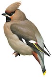 Bohemian Waxwing Illustration