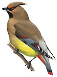 Japanese Waxwing Illustration