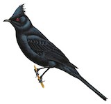 Phainopepla Illustration