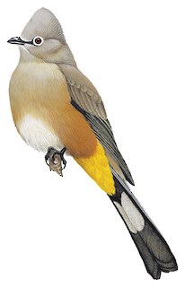 Ptiliogonys cinereus cinereus