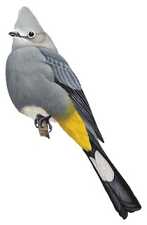 Ptiliogonys cinereus molybdophanes