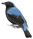 Asian Fairy-bluebird Illustration