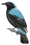 Palawan Fairy-bluebird Illustration