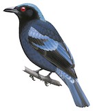 Philippine Fairy-bluebird Illustration