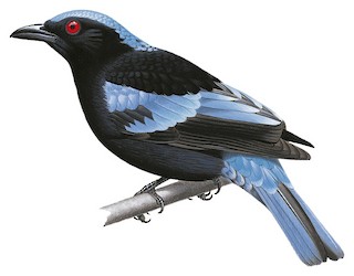 Irena cyanogastra ellae