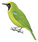 Sumatran Leafbird Illustration