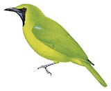 Greater Green Leafbird Illustration