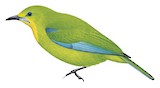 Yellow-throated Leafbird Illustration