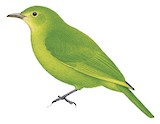 Philippine Leafbird Illustration