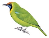 Golden-fronted Leafbird Illustration