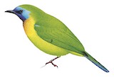 Blue-masked Leafbird Illustration