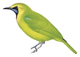 Jerdon's Leafbird Illustration