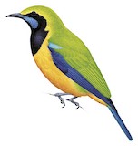 Orange-bellied Leafbird Illustration