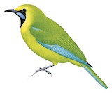 Bornean Leafbird Illustration