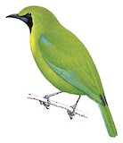 Javan Leafbird Illustration