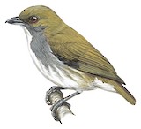 Olive-backed Flowerpecker Illustration