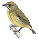 Yellow-breasted Flowerpecker Illustration