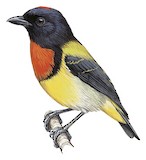 Scarlet-breasted Flowerpecker Illustration