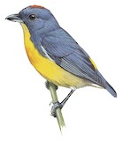 Yellow-rumped Flowerpecker Illustration