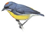 Palawan Flowerpecker Illustration