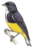 Yellow-bellied Flowerpecker Illustration