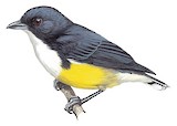 Legge's Flowerpecker Illustration