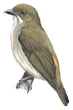 Golden-rumped Flowerpecker Illustration