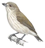 Striped Flowerpecker Illustration