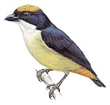 Yellow-crowned Flowerpecker Illustration