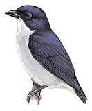 Bicolored Flowerpecker Illustration