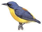 Orange-bellied Flowerpecker Illustration