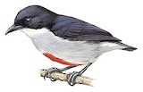 Red-keeled Flowerpecker Illustration