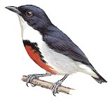 Black-belted Flowerpecker Illustration