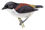 Cebu Flowerpecker Illustration