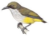 Olive-capped Flowerpecker Illustration