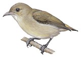 Pale-billed Flowerpecker Illustration