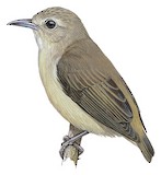 Nilgiri Flowerpecker Illustration